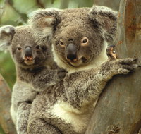 Koalas in Gunnedah - Nambucca Heads Accommodation