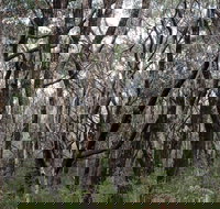 Lookout Hill  Circuit Walk - Nambucca Heads Accommodation