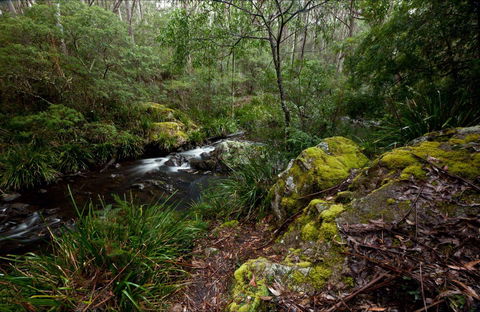 Mongarlowe River Picnic Area - Nambucca Heads Accommodation 0