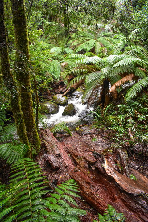 Yarra Ranges National Park - Nambucca Heads Accommodation 2