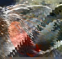 Narooma and Tilba Valley Private Tour - Nambucca Heads Accommodation