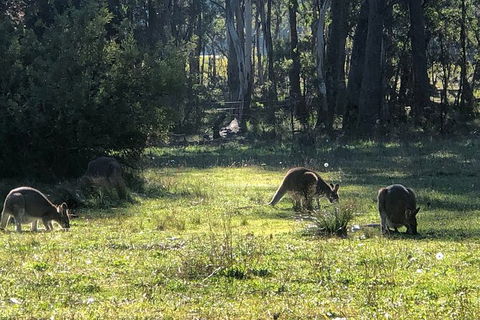 Jenolan Caves Blue Mountains And Kanangra Walls Look Out 4WD Day Tour - Nambucca Heads Accommodation 2