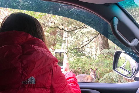 Jenolan Caves Blue Mountains And Kanangra Walls Look Out 4WD Day Tour - Nambucca Heads Accommodation 9