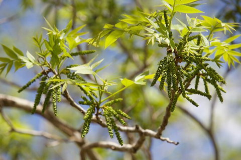 Pecan Farm Tour And Workshop, Byron Bay Hinterland - Nambucca Heads Accommodation 2