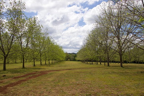 Pecan Farm Tour And Workshop, Byron Bay Hinterland - Nambucca Heads Accommodation 6