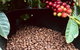 Coffee Farm Tour And Workshop, Byron Bay Hinterland - thumb 1