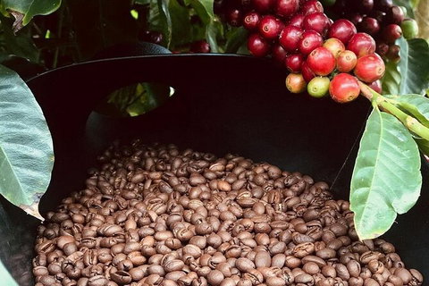 Coffee Farm Tour And Workshop, Byron Bay Hinterland - Nambucca Heads Accommodation 1