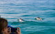Julian Rocks Byron Bay Cruise - thumb 9