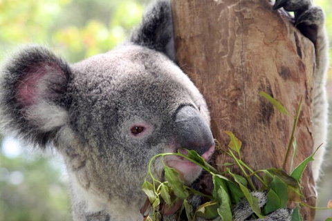 Private 10-hour Tour To Blue Mountains From Sydney - Hotel Pick Up & Drop Off - Nambucca Heads Accommodation 2