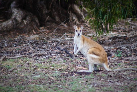 Tropical Beach Adventure - Private 4X4 Day Tour With Pickup - Nambucca Heads Accommodation 4