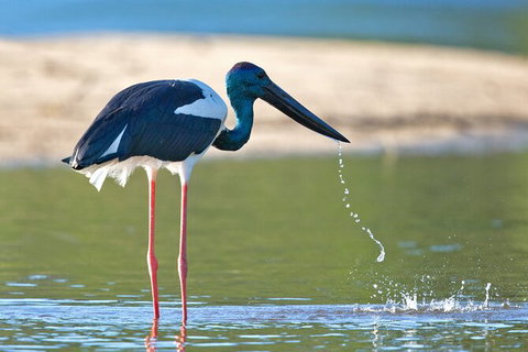 Daintree River Sunset Cruise - Nambucca Heads Accommodation 8