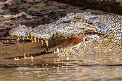 Daintree River Sunset Cruise - Nambucca Heads Accommodation 6