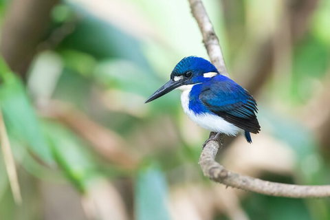 Daintree River Sunset Cruise - Nambucca Heads Accommodation 10