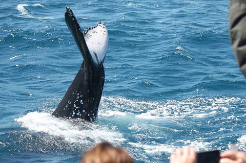 Half-Day Whale Watching In Urangan - Nambucca Heads Accommodation 2
