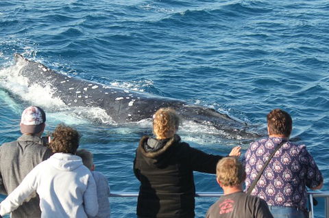 Half-Day Whale Watching In Urangan - Nambucca Heads Accommodation 5