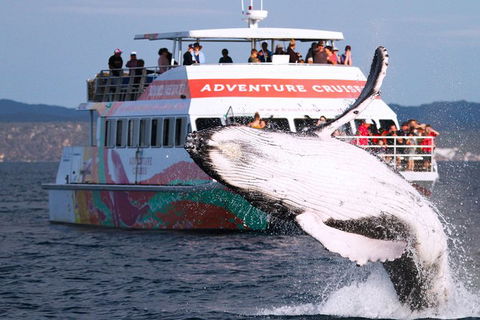 Half-Day Whale Watching In Urangan - Nambucca Heads Accommodation 0