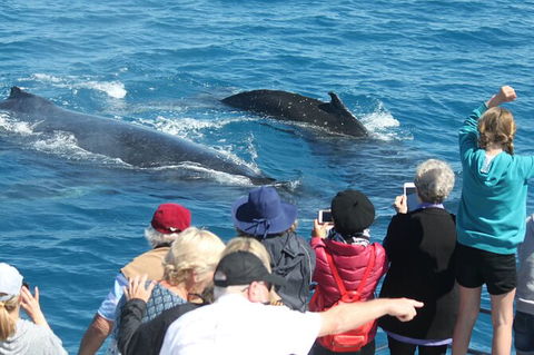 Half-Day Whale Watching In Urangan - Nambucca Heads Accommodation 4
