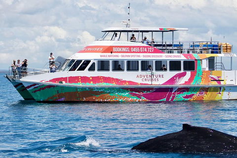 Half-Day Whale Watching In Urangan - Nambucca Heads Accommodation 1