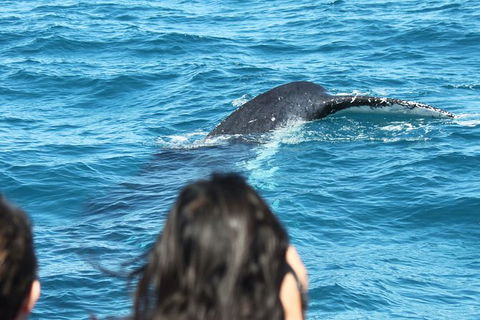 Half-Day Whale Watching In Urangan - Nambucca Heads Accommodation 7