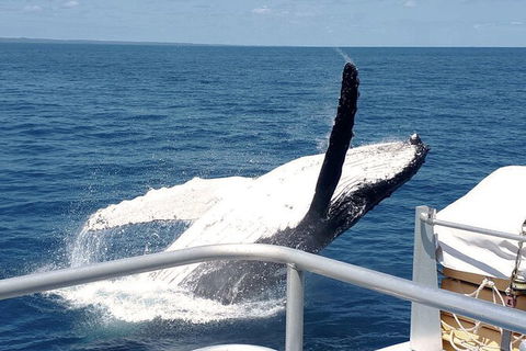 Half-Day Whale Watching In Urangan - Nambucca Heads Accommodation 3