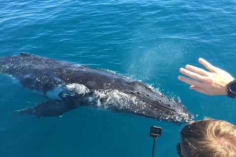Half-Day Whale Watching In Urangan - Nambucca Heads Accommodation 6