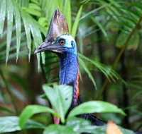Guided Night Walk in Cape Tribulation - Nambucca Heads Accommodation