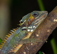 Family Night Walking Tour at Tropical Rainforest in Daintree - Nambucca Heads Accommodation