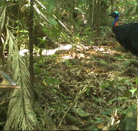 Small-Group Trekking Experience in Daintree National Park - Nambucca Heads Accommodation
