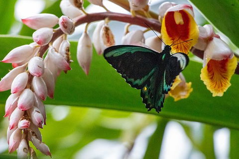 Australian Butterfly Sanctuary- Virtual Interactive Tour With Private Guide - Nambucca Heads Accommodation 0