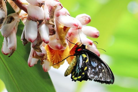 Australian Butterfly Sanctuary- Virtual Interactive Tour With Private Guide - Nambucca Heads Accommodation 7