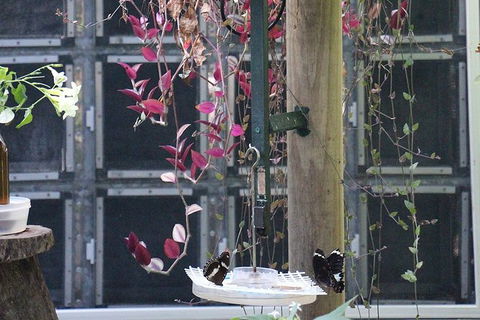 Australian Butterfly Sanctuary- Virtual Interactive Tour With Private Guide - Nambucca Heads Accommodation 6