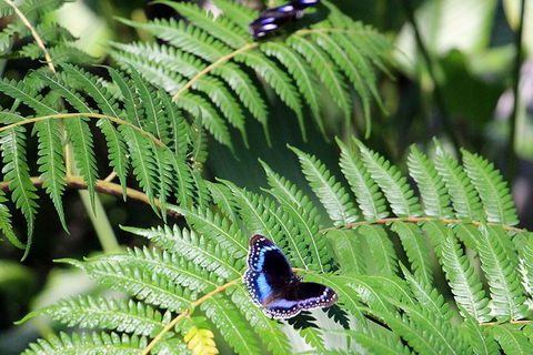 Australian Butterfly Sanctuary- Virtual Interactive Tour With Private Guide - Nambucca Heads Accommodation 3
