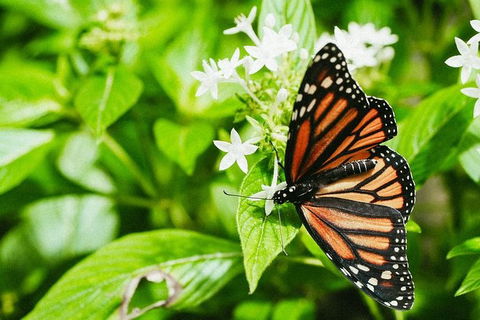 Australian Butterfly Sanctuary- Virtual Interactive Tour With Private Guide - Nambucca Heads Accommodation 4