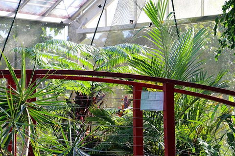 Australian Butterfly Sanctuary- Virtual Interactive Tour With Private Guide - Nambucca Heads Accommodation 2