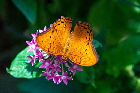 Australian Butterfly Sanctuary- Virtual Interactive Tour With Private Guide - Nambucca Heads Accommodation 1