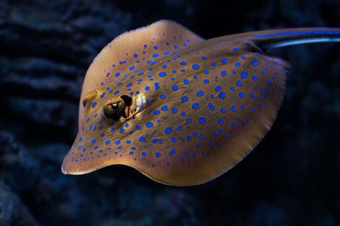 Cairns Aquarium Tour By Twilight With Drink And Appetiser - Nambucca Heads Accommodation 5