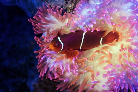 Cairns Aquarium Tour By Twilight With Drink And Appetiser - Nambucca Heads Accommodation 2