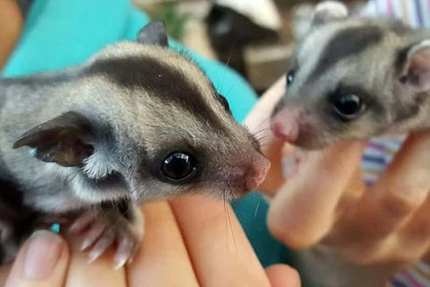 Adelaide Cultural Safari - Private Charters - Nambucca Heads Accommodation 0