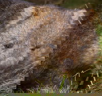 Cradle Mountain Wildlife Spotting after Dark - Nambucca Heads Accommodation