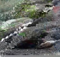 After Dark Tasmanian Devil Feeding Tour at Cradle Mountain - Nambucca Heads Accommodation