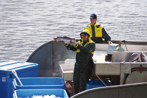 Afternoon Gordon River Dinner Cruise - Departing 3pm - Nambucca Heads Accommodation 3