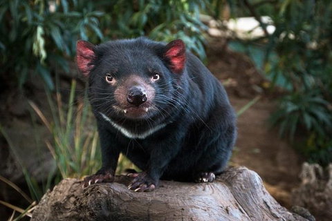 Highlights Of Tasmania Premium Small Group 7 Days Touring Package - Nambucca Heads Accommodation 9