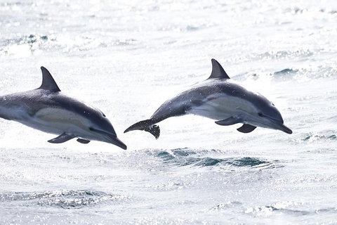 Highlights Of Tasmania Premium Small Group 7 Days Touring Package - Nambucca Heads Accommodation 1