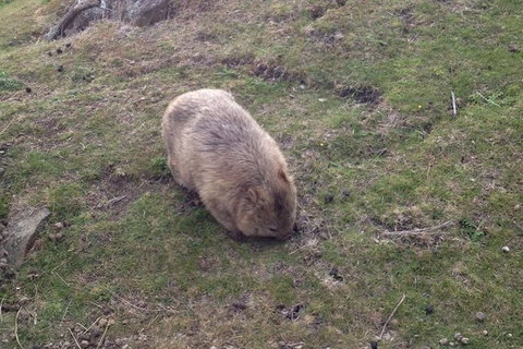 Hobart Minibus Full-Day Private Tour - Nambucca Heads Accommodation 7