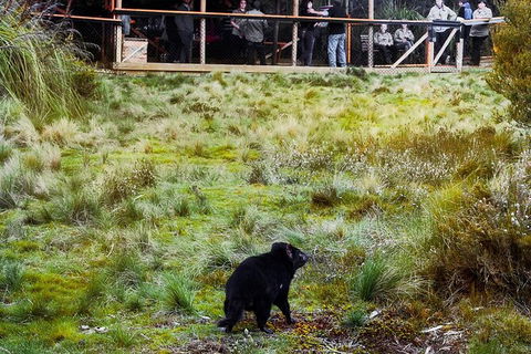 1-Hour Tasmanian Devil Feeding Day Tour At Cradle Mountain - Nambucca Heads Accommodation 4