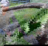 1-Hour Tasmanian Devil Feeding Day Tour at Cradle Mountain - Nambucca Heads Accommodation