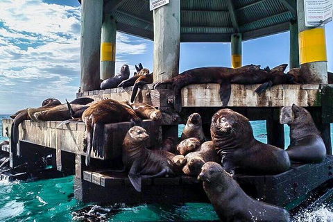 3-Hour Dolphin And Seal Sightseeing Cruise, Mornington Peninsula - Nambucca Heads Accommodation 5