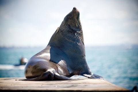 3-Hour Dolphin And Seal Sightseeing Cruise, Mornington Peninsula - Nambucca Heads Accommodation 2