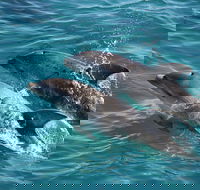 3-Hour Dolphin and Seal Sightseeing Cruise Mornington Peninsula - Nambucca Heads Accommodation