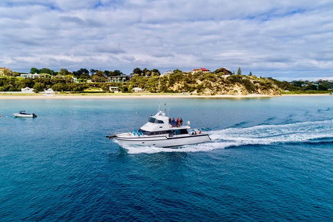 3 Hour Dolphin And Seal Swim (NOV-APR) - Nambucca Heads Accommodation 2